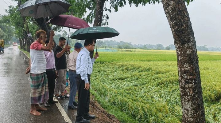 কুমিল্লায় কালবৈশাখীতে ক্ষতিগ্রস্ত ১৭৩৩ হেক্টর জমির ধান